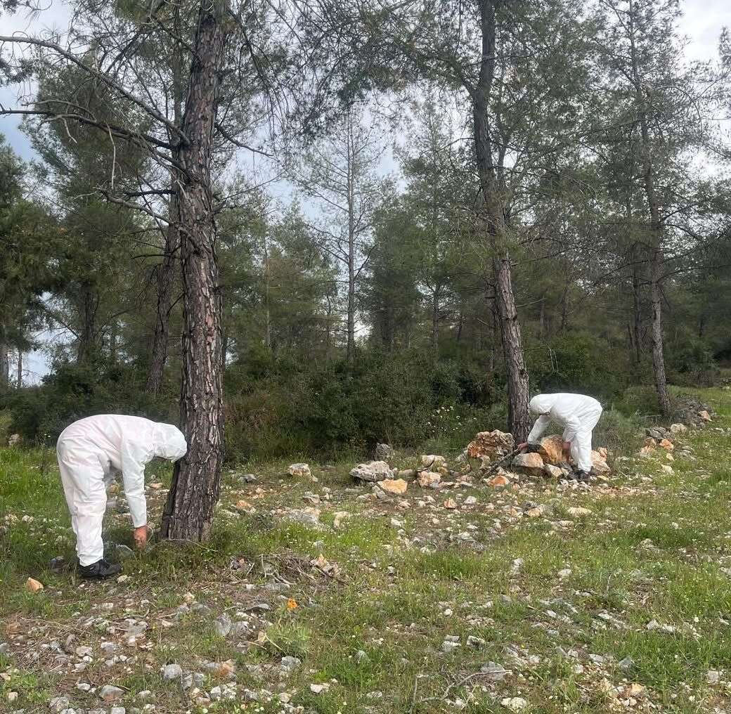 Muğla’da Çam Kese Böceğine Karşı Biyolojik Mücadele Sürüyor 3